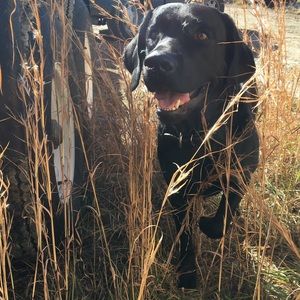 Meet your Posher, Jordan